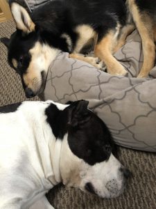 King and Ezra Sleeping