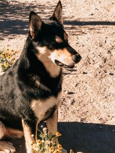 Carolina Dog sentry duty
