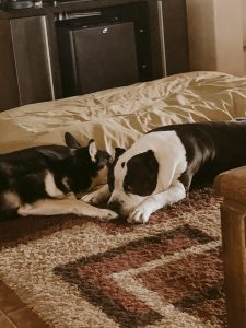 Carolina Dog and American Bully dog
