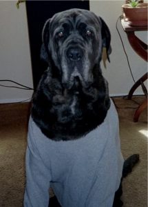 Shadrach the Neo Mastiff in sweatshirt