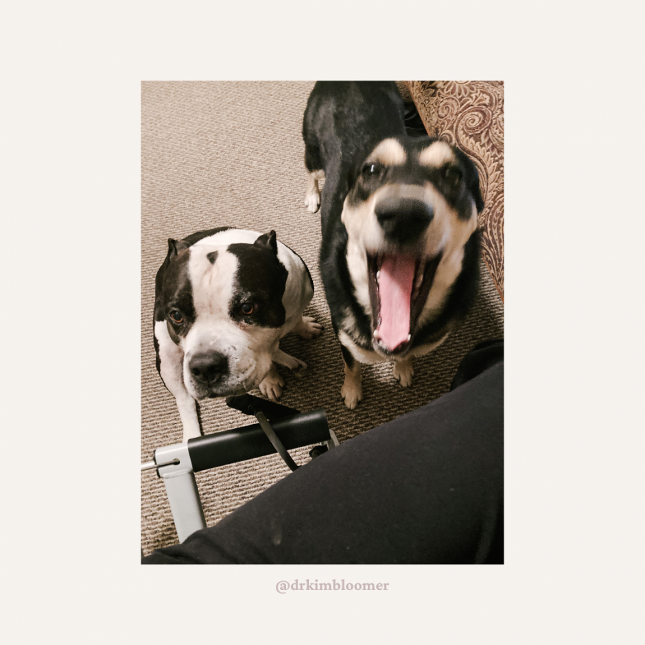 Dogs Posing