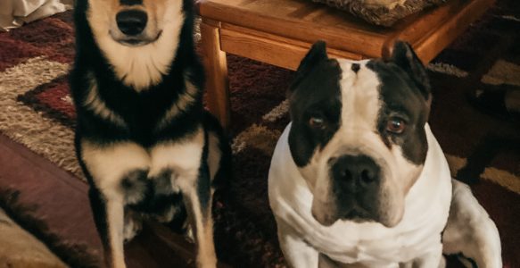 Boy Dog Mom