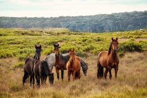 Wild Horses 2