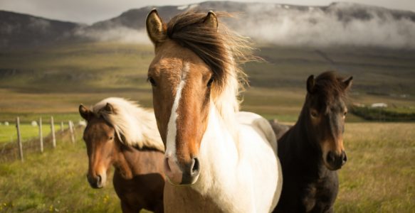 A Horse is a Horse – of Course!