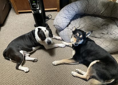 American Bully dog and Carolina Dog hanging out together