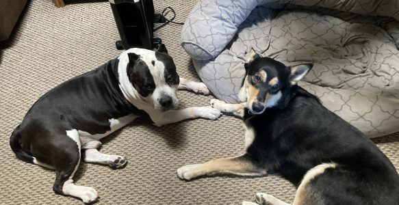 Those Aging Joints in Our Dogs