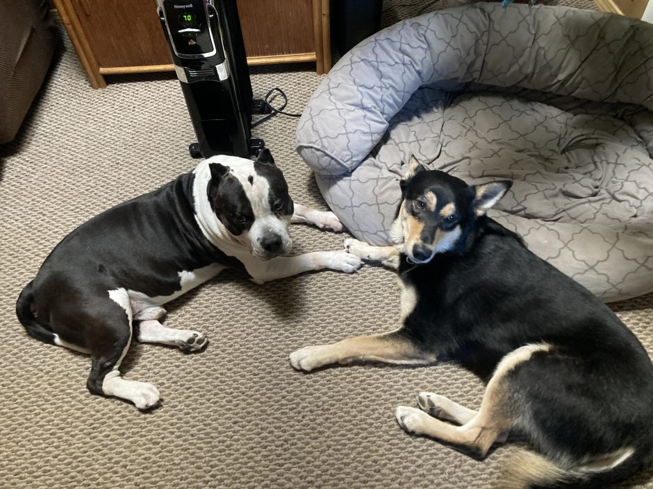 American Bully dog and Carolina Dog hanging out together