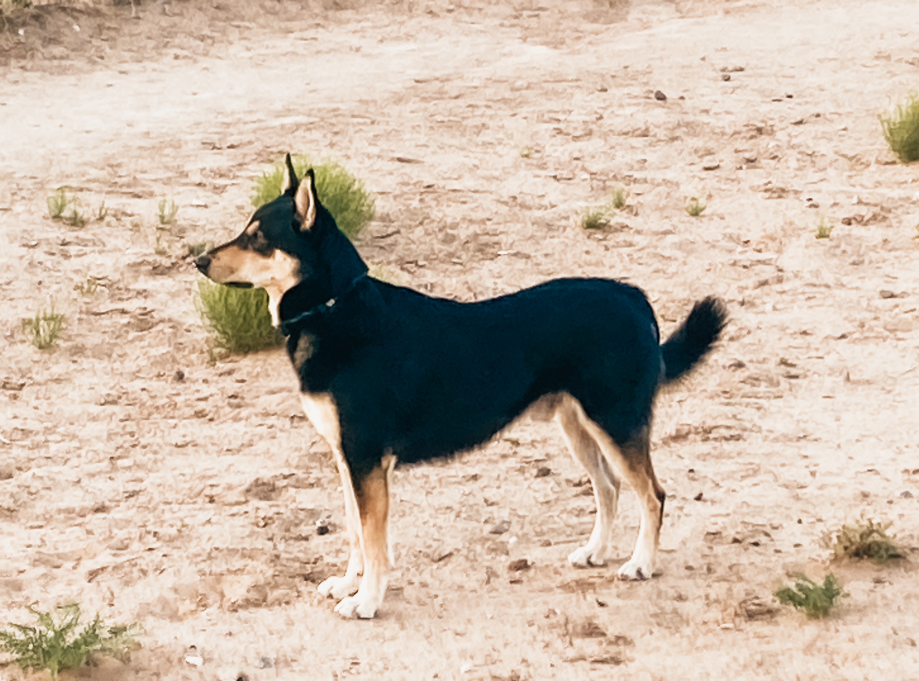 Carolina Dog black and tan