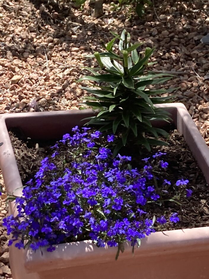 Flowers in flower pot