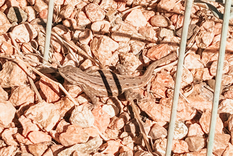 NM Desert Lizard