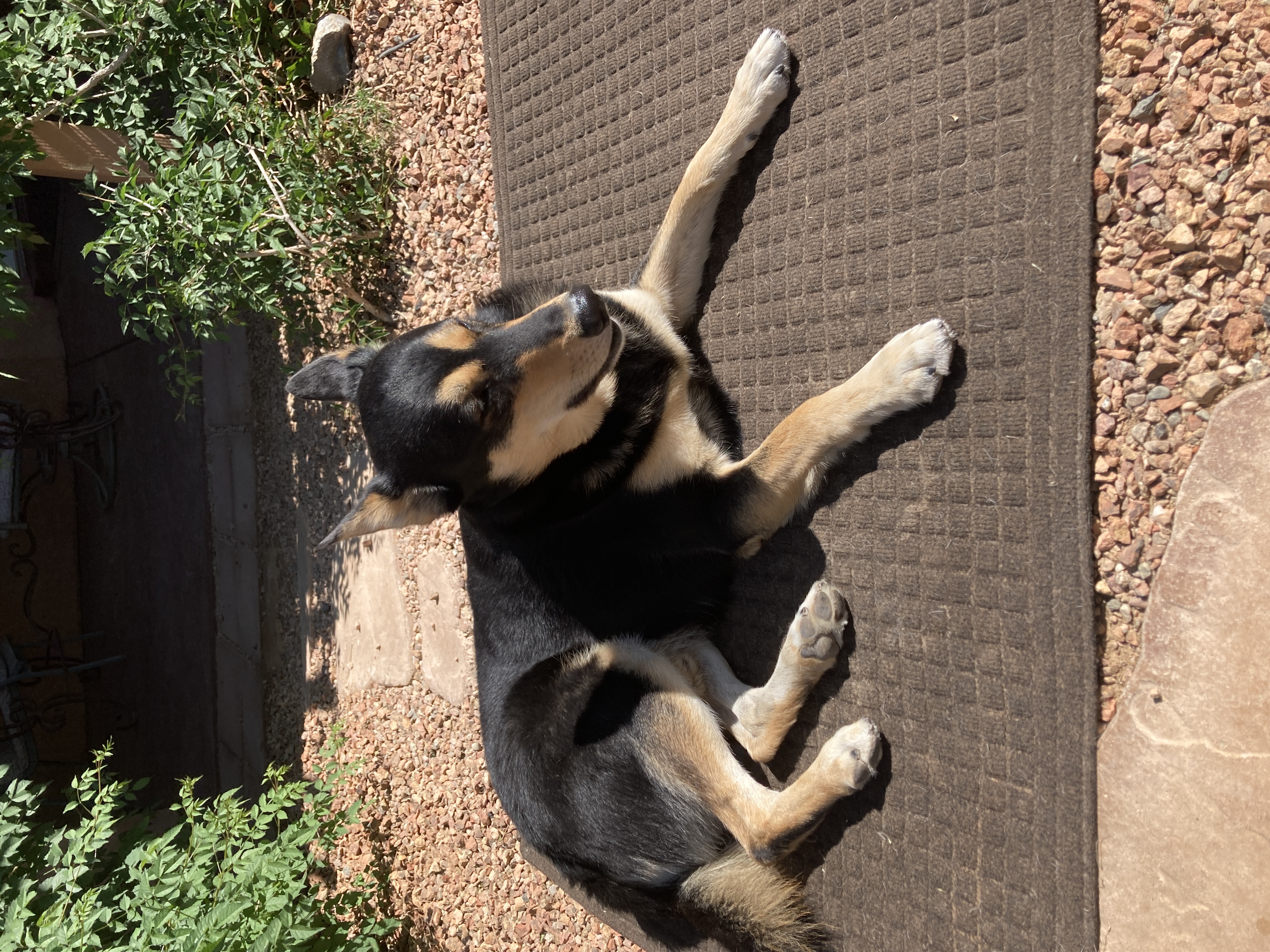 Carolina Dog sunbathing