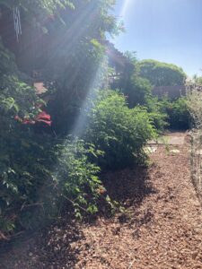 Backyard trumpet vines