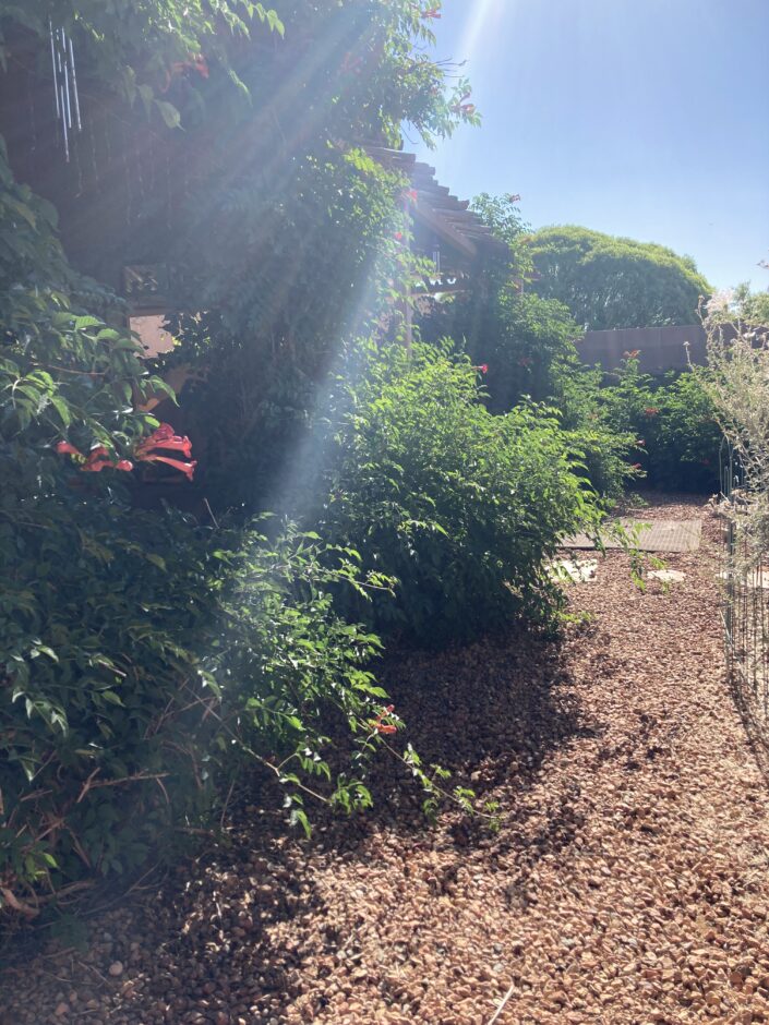 Backyard trumpet vines