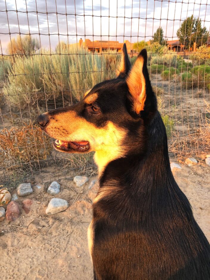 Young Carolina Dog