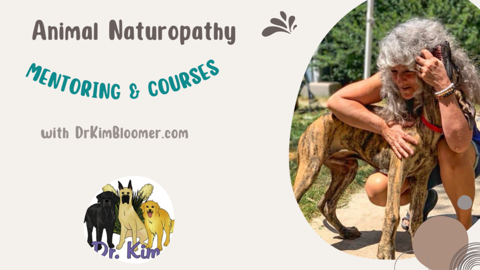 Animal naturopathy mentoring with Dr. Kim Bloomer