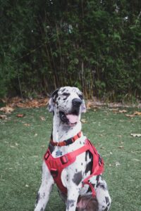 sitting great dane dog