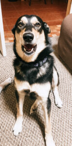 Carolina Dog singing