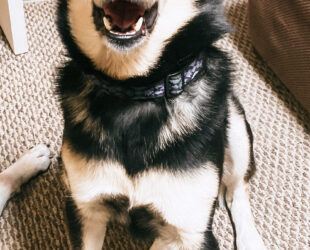 Carolina Dog singing