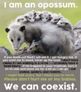 opossums and ticks