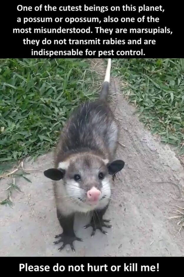 opossums and ticks2