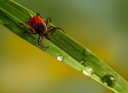 macro photography of a tick crawling on leaf with water droplets