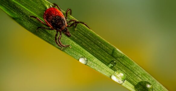 What Do Stress, Anxiety, Depression, Pests & Parasites Have in Common?