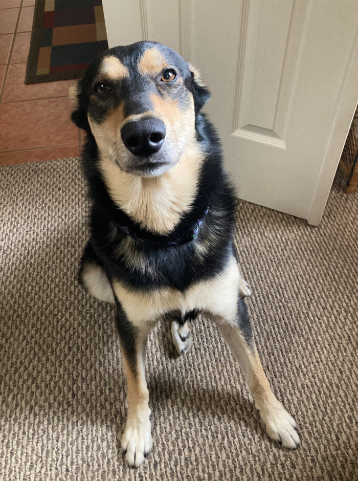 Carolina Dog Ezra posing