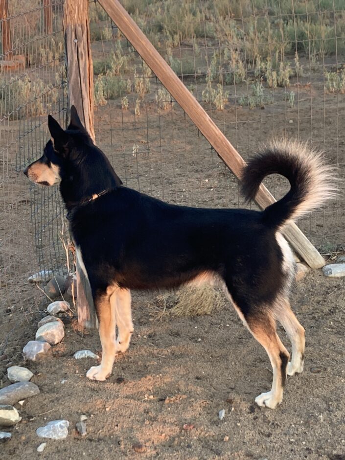 Ezra Carolina Dog on alert