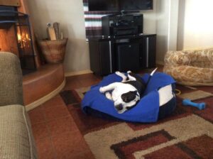 American Bully dog relaxing in front of fireplace