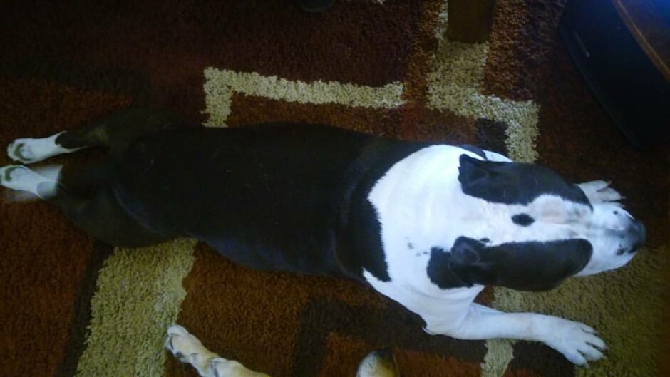 King the American Bully Superego