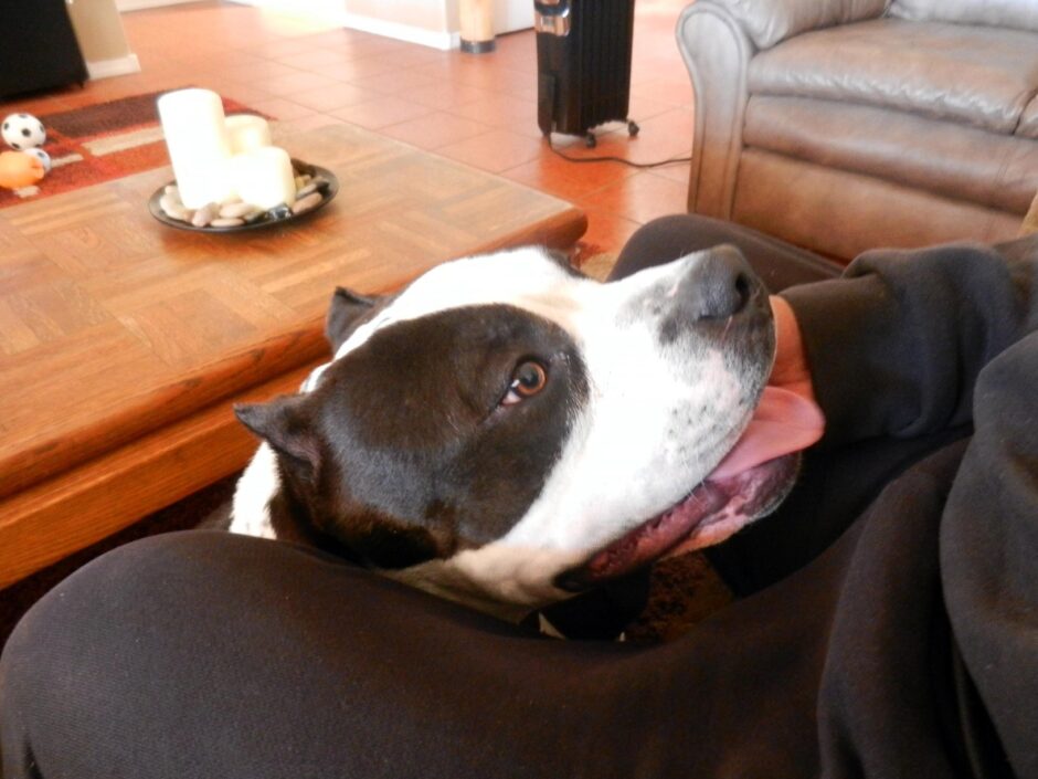 American Bully adoring his new human