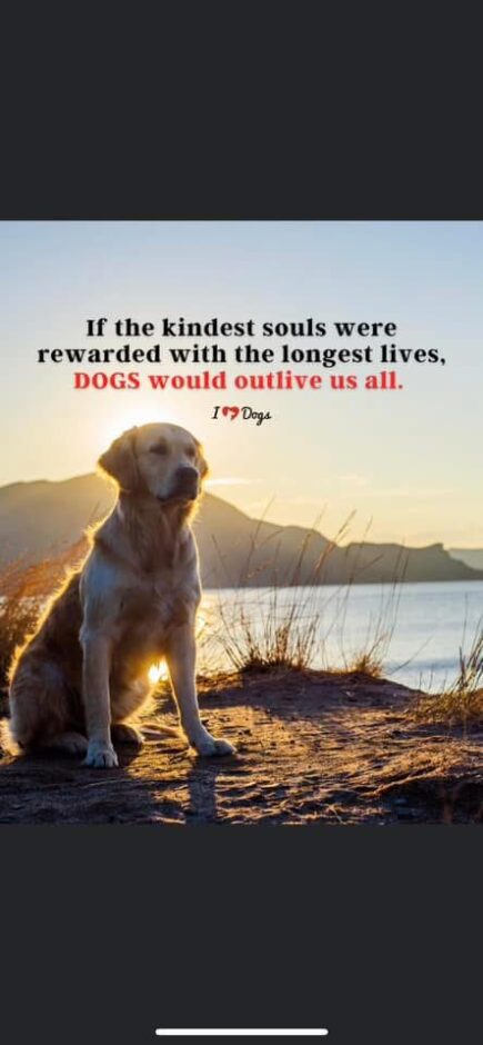 Dogs are the kindest souls