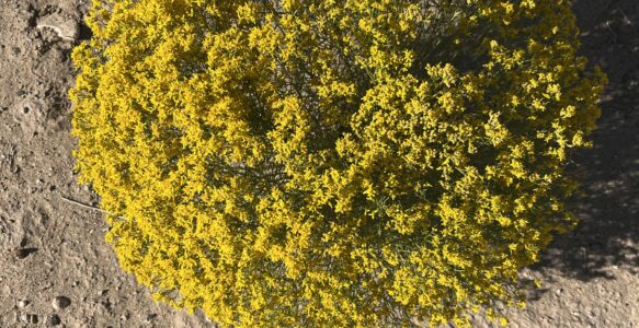 What Plants Can Teach Us: A Spring Transformation
