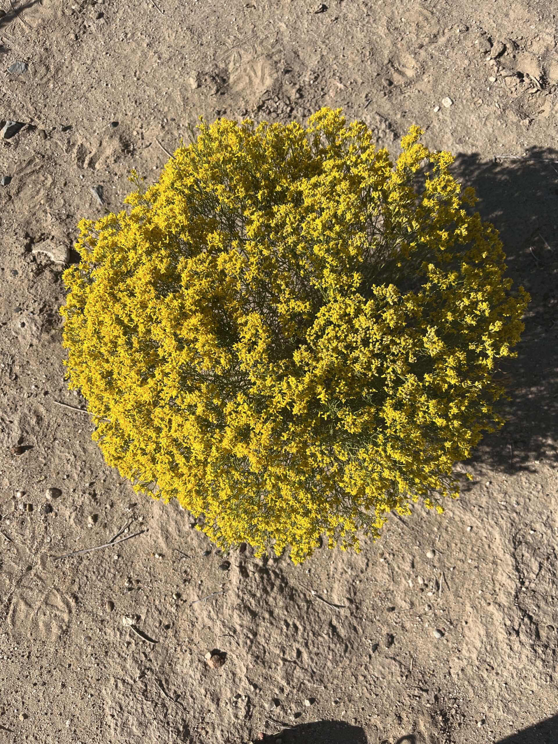 What Plants Can Teach Us: A Spring Transformation