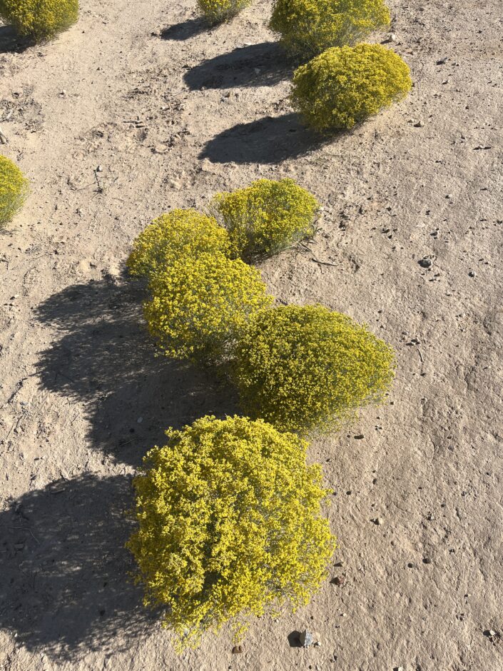 native desert plants in NM