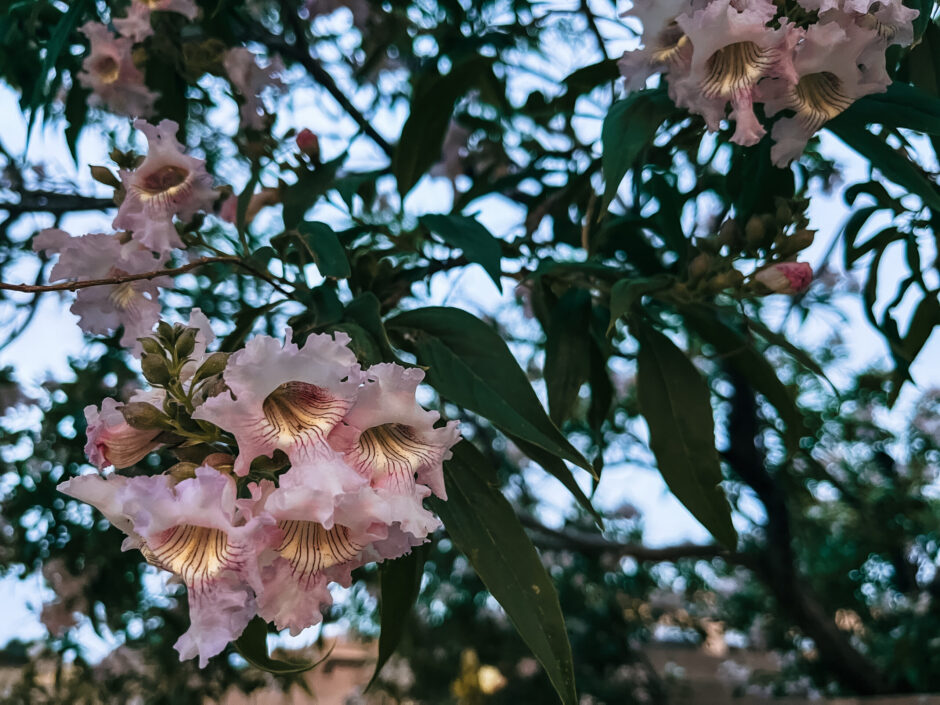 My backyard Chiltapa tree. 2025
