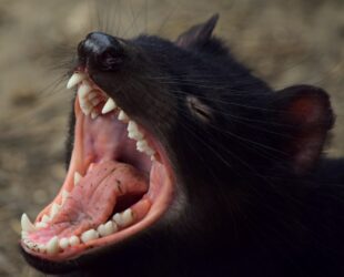 Tasmanian devil