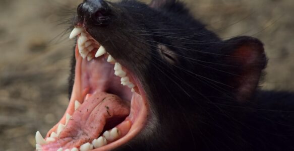 From Tasmanian Devil to Sweet Obedient Dog: A Be Well Revelation