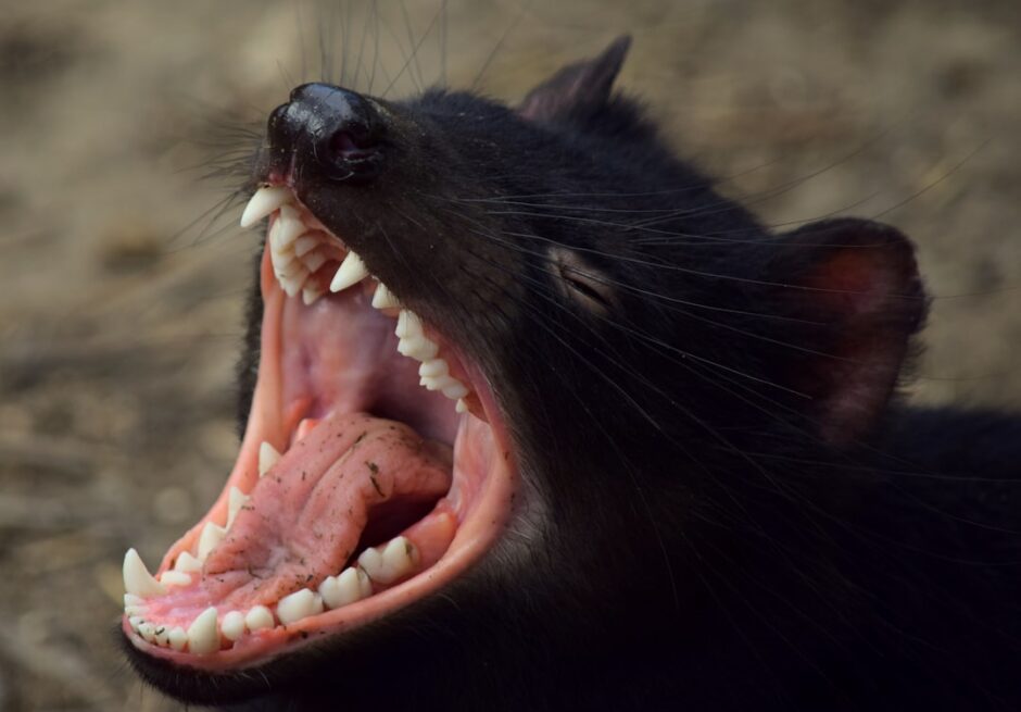 Tasmanian devil