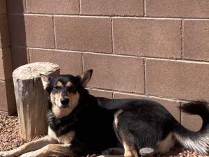Carolina dog sunbathing